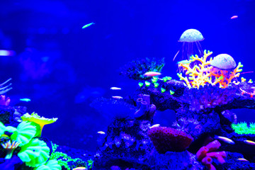 Obraz na płótnie Canvas Beautiful jellyfish, medusa in the neon light with the fishes. Aquarium with blue jellyfish and lots of fish. Making an aquarium with corrals and ocean wildlife. Underwater life in ocean