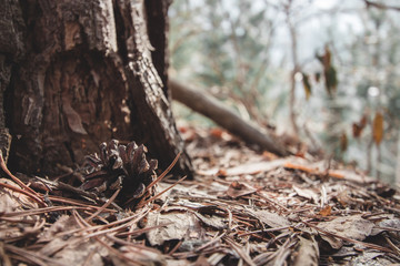 cone near the tree