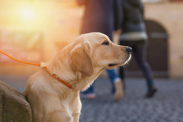 Young golden retriever in the city