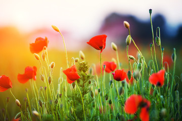 Naklejka premium Beautiful field of red poppies in the sunset light