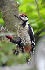 Woodpecker sits on a trunk of cherries