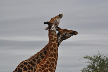 Giraffes 