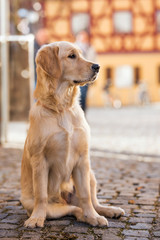 Young golden retriever in the city