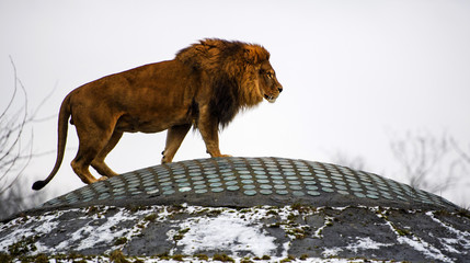 Beautiful Mighty Lion