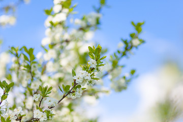 Blooming tree branches with white flowers, blue sky