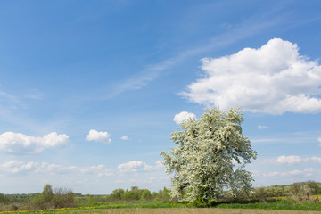 Obraz premium Blooming spring tree