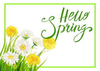 Spring daisies, chamomiles dandelions juicy green lettering. Spring grass background Template for banners, web, flyer. Vector illustration isolated.