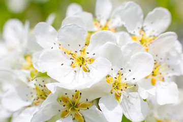 white flowers on the branch of fruit tree
