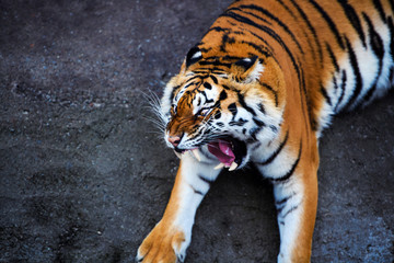 funny and crazy Amur tiger