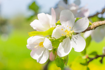 Fototapeta na wymiar Flowers of pear tree. Blurred background