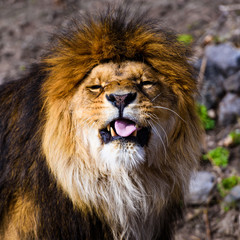 Beautiful Mighty Lion