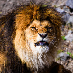 Beautiful Mighty Lion