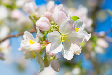 Flowering branch of an apple tree against a blue sky