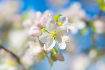 Obraz na płótnie Canvas Flowering branch of an apple tree against a blue sky