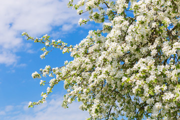 Blooming tree branches with white flowers