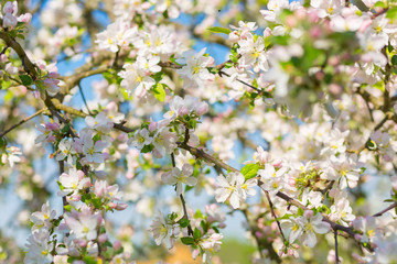 Obraz premium A flowering apple tree branch