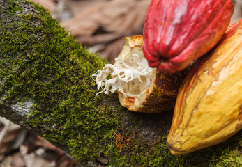 Cacao Orgánico Natural