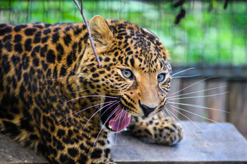 Portrait of a beautiful leopard