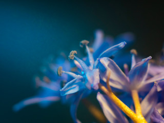 violet blue flowers macro photo. Flower buds closeup