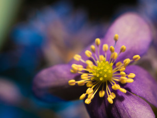 Obraz na płótnie Canvas violet blue flowers macro photo. Flower buds closeup