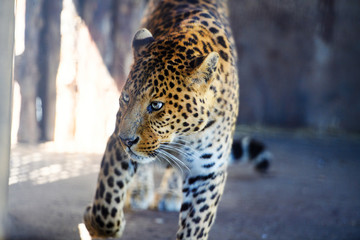 Portrait of a beautiful leopard
