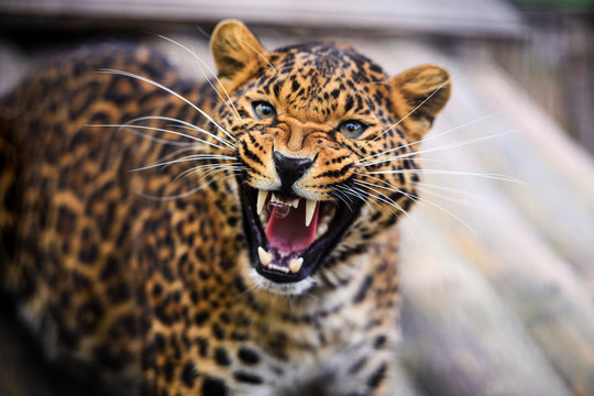 Portrait of a beautiful leopard