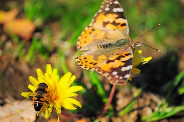 Butterfly.
