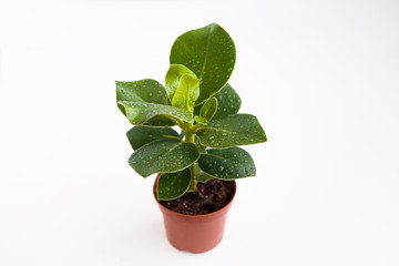 Plant with drop of water on the leavse, white background