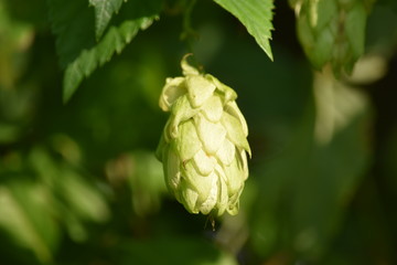 green hop