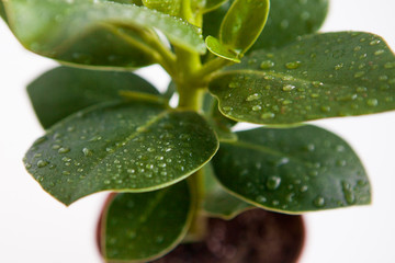 Water drops on the plant leaves, close up