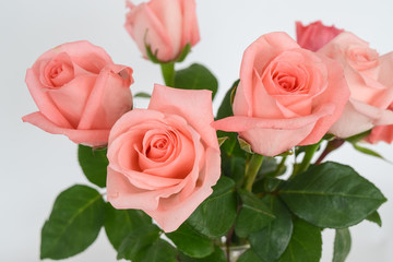 Bouquet of pink roses. Fragment of flowers close-up, open buds on a white background.