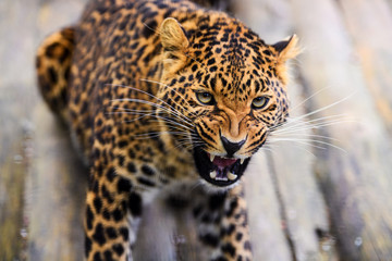Portrait of a beautiful leopard