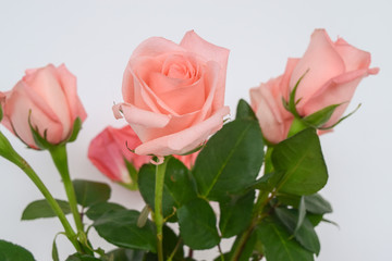 Bouquet of pink roses. Fragment of flowers close-up, open buds on a white background.