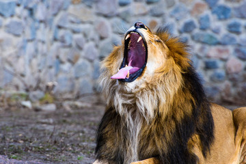 Beautiful Mighty Lion