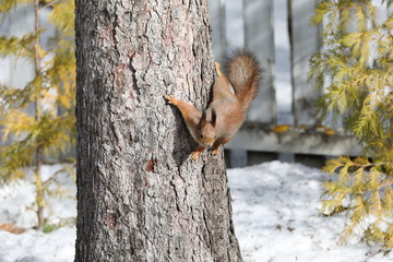 squirrel on a tree