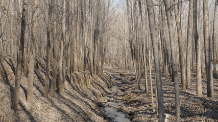 trees in forest and streamlet