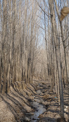trees in forest and streamlet