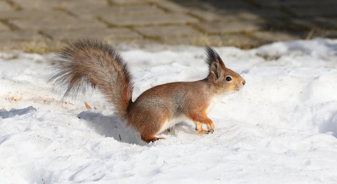 red squirrel © Оксана Григоришина