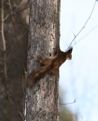 squirrel on a tree