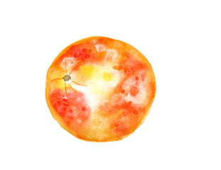 Fototapeta premium Hand drawn watercolor illustration red orange fruit closeup isolated on white background sketching 