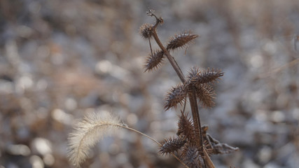 Xanthium sibiricum Patrin ex Widder