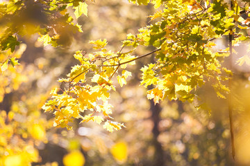 Colden tree branch in the sun