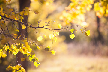 Colden tree branch in the sun