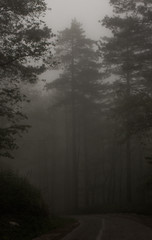 fog in the forest