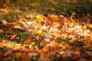 Fallen leaves, autumn