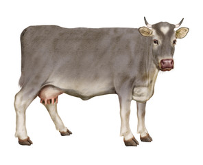 vache laitière, gris, coeur, amour, animal, ferme, bétail, , mollet, gazon, agriculture, isolé, brun, taureau, champ, prairie, mammifère, alpage, boeuf, bétail, lait, vert, exploitation laitière, natu
