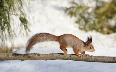 Naklejka na ściany i meble red squirrel