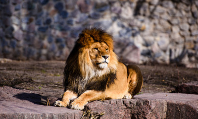 Beautiful Mighty Lion