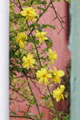 Fototapeta na wymiar Yellow Spring flowers