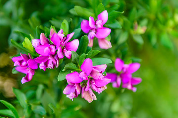 Beautiful spring flowers, macro photography